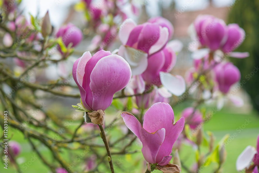 closeup on beautiful pink flowers of a magnolia blooming in the tree closeup on beautiful pink flowers of a magnolia blooming in the tree