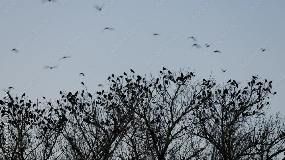 a large group of crows filmed late at night on the branches of a tree a large group of crows filmed late at night on the branches of a tree