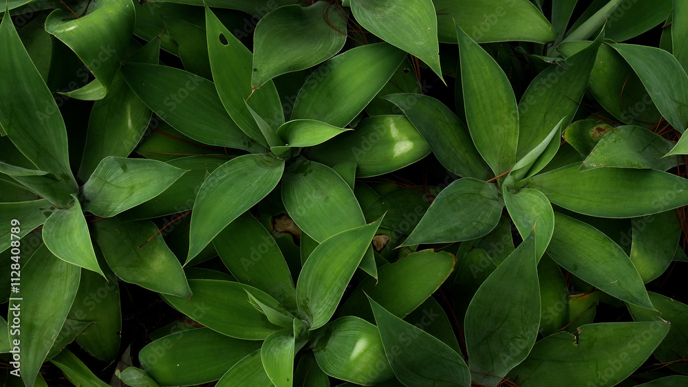 Agave attenuata plant, dark green and thick leaves with horizontal stripes, looks beautiful and aesthetic, suitable as indoor and outdoor ornamental plants. Agave attenuata plant, dark green and thick leaves with horizontal stripes, looks beautiful and aesthetic, suitable as indoor and outdoor ornamental plants.