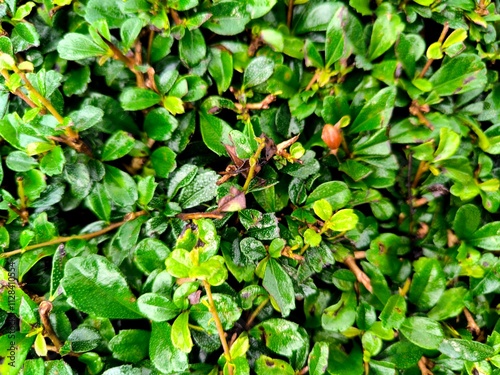 Ehretia microphylla or carmona retusa or fukien tea tree green plant photo