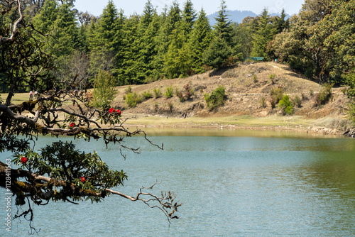 A serene lake surrounded by lush greenery and rolling hills with blooming rhododendrons adorning a tree branch in the foreground. In the backdrop of Deoria taal lake, small deodar forest can be seen. photo