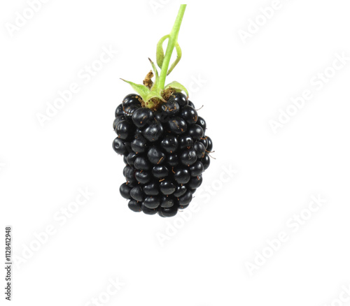 Ripe blackberry hanging on a green stem with transparent background