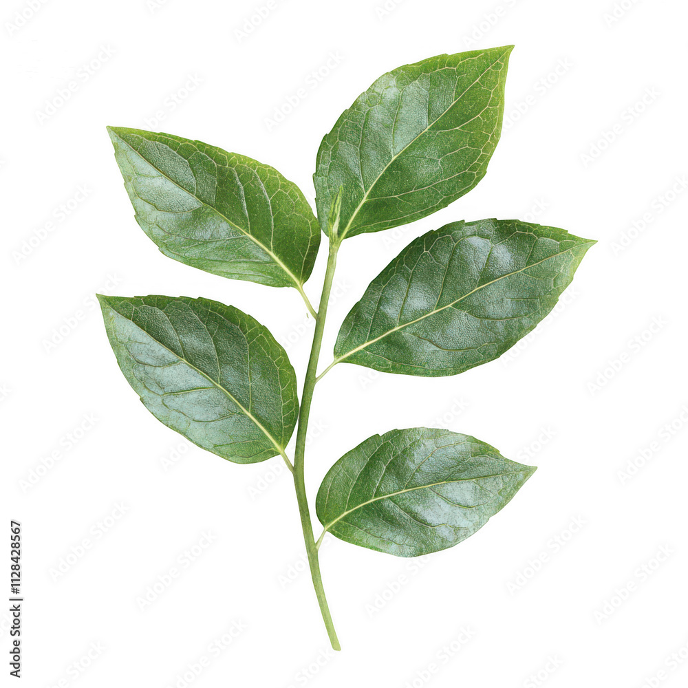 Fototapeta premium Realistic fresh green mint leaves isolated on on transparent background, PNG cutout photo