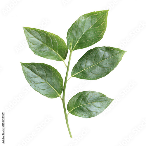 Realistic fresh green mint leaves isolated on on transparent background, PNG cutout photo