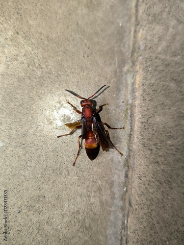 Polistes Canadensis or red paper wasp or tawon merah on the floor, is a species of wasp that often nests in the ceilings of houses in Indonesia, it is not dangerous photo