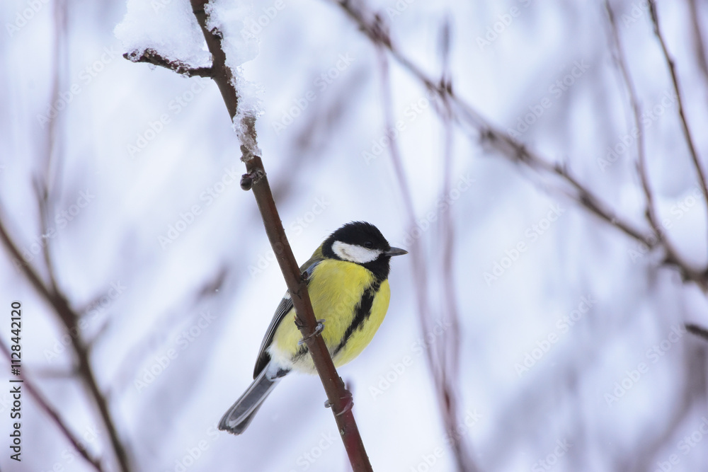 Great Tit, Parus Major Perching on a Tree Branch in Winter Time. Great tit perching on a snowy tree branch. Great Tit, Parus Major Perching on a Tree Branch in Winter Time. Great tit perching on a snowy tree branch.
