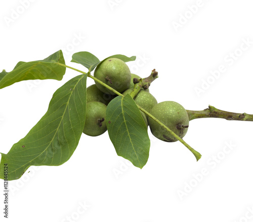 Green walnuts growing on branch with leaves on transparent background