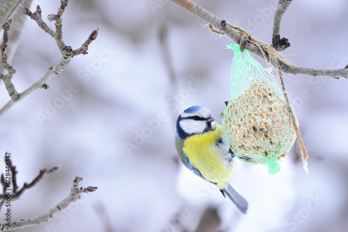 Blue tit winter feeding. Eurasian Blue Tit, Cyanistes caeruleus, Feeding with Fat Ball in Winter. Blue tit hanging from the fat ball net feeder. 