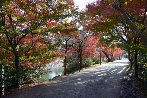 宇治観光　あじろぎの道の紅葉　京都府宇治市 photo