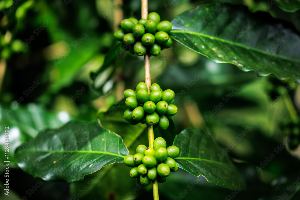 green raw Arabica coffee on coffee Plant in the big forest, at chiang mai thailand, in the rain season, 100% organic coffee that awakens with the forest and nature. green raw Arabica coffee on coffee Plant in the big forest, at chiang mai thailand, in the rain season, 100% organic coffee that awakens with the forest and nature.