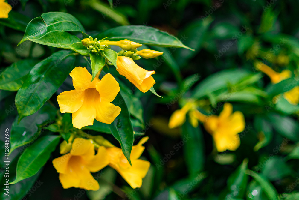 Obraz premium The yellow bell flower in Burma, Allamanda cathartica or Golden Trumpet Flower, is a beautiful golden yellow flower with bright green leaves.