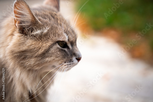 A lonely cat somewhere in Poland. 