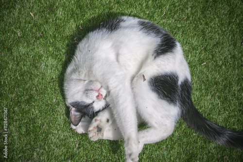 Top view of a black and white cat curled up like a ball on grass photo