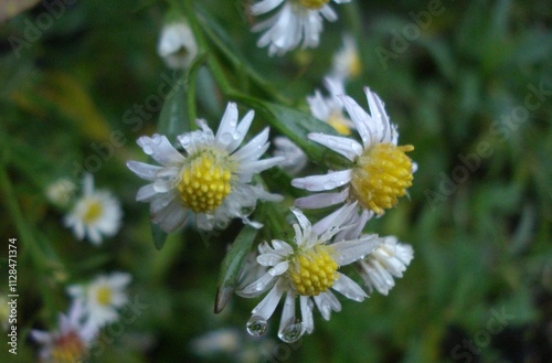 white daisy flower