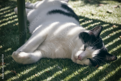 Konstfotografi A black and white cat sleeping under a bench in the shade