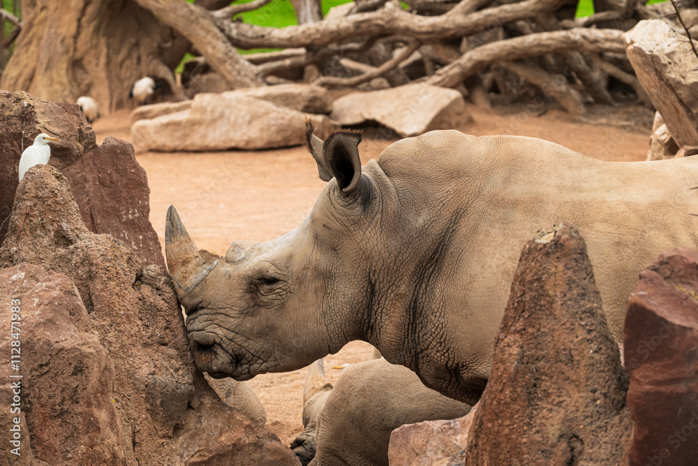 .photographs of African rhinos in nature .photographs of African rhinos in nature