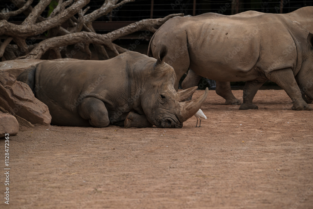Obraz premium .photographs of African rhinos in nature