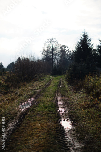 A long road in the middle of the forest, around a Christmas tree
