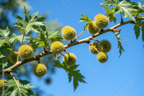 Hazelnut tree branch green hazelnuts oval lance-shaped leaves photo