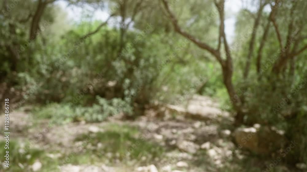 Defocused image of a green forest on a sunny day in mallorca with blurred foliage and trees creating a bokeh effect. Defocused image of a green forest on a sunny day in mallorca with blurred foliage and trees creating a bokeh effect.