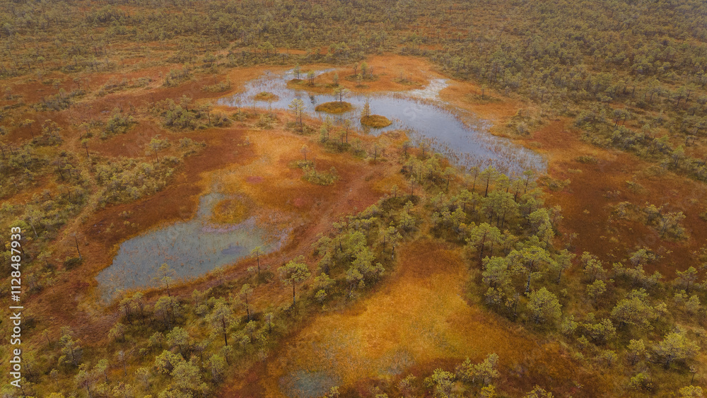 .landscape of swamp, lake and forest from drone .landscape of swamp, lake and forest from drone