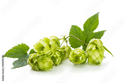 Part of common hops or Humulus lupulus vine with ripe fruit and leaves on white background