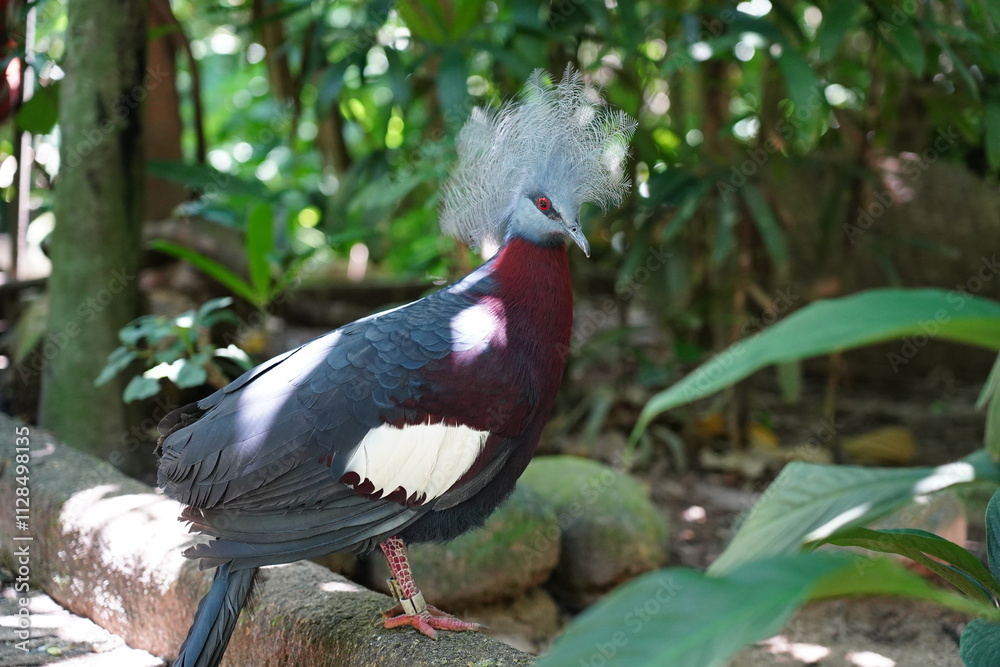 The Victoria Crowned Pigeon (Goura victoria) is a strikingly beautiful and large pigeon species named in honor of Queen Victoria. It is native to the lowland and swamp forests of New Guinea and nearby The Victoria Crowned Pigeon (Goura victoria) is a strikingly beautiful and large pigeon species named in honor of Queen Victoria. It is native to the lowland and swamp forests of New Guinea and nearby
