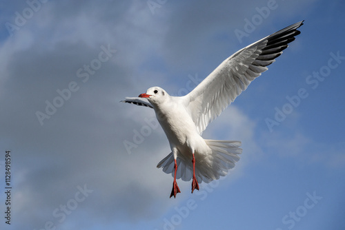 Black headed Gull, Larus ridibundus, winter plumage adult birds in flight photo