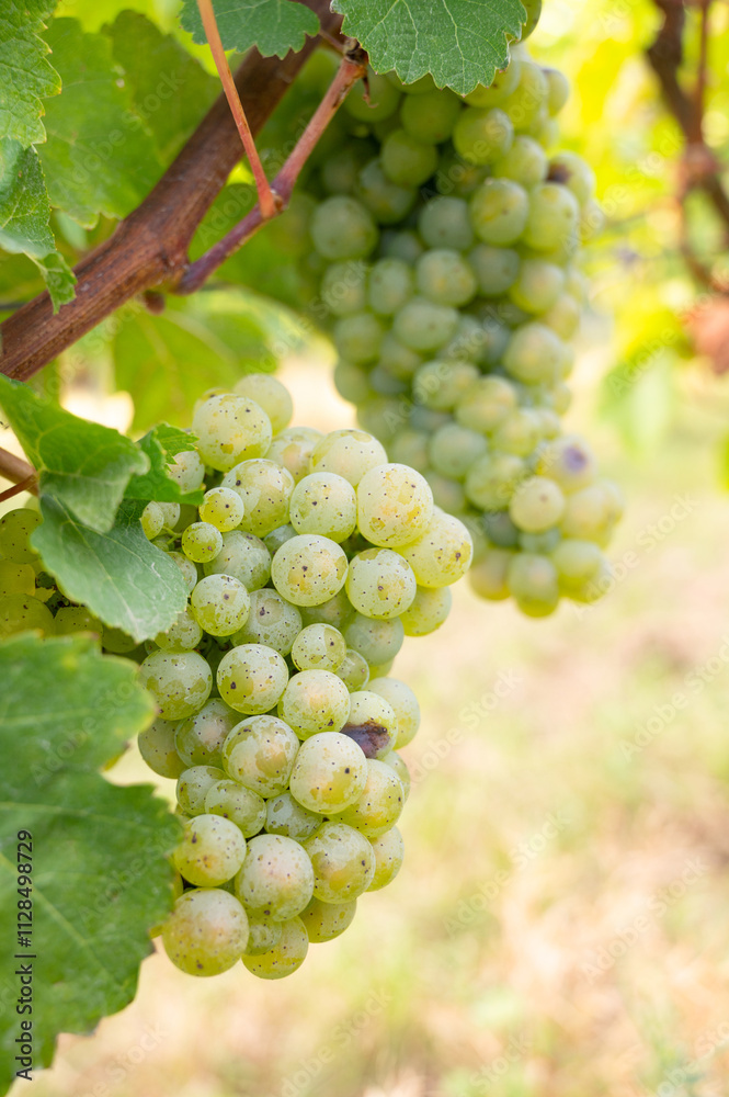 Green riesling wine grapes growing on vine, vineyard in Trier, Moselle Valley Germany, landscape and agriculture, rhineland palatine Green riesling wine grapes growing on vine, vineyard in Trier, Moselle Valley Germany, landscape and agriculture, rhineland palatine