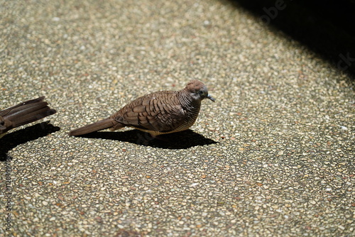 The Peaceful Dove (Geopelia placida) is a small, slender dove species native to Australia and nearby regions.  photo