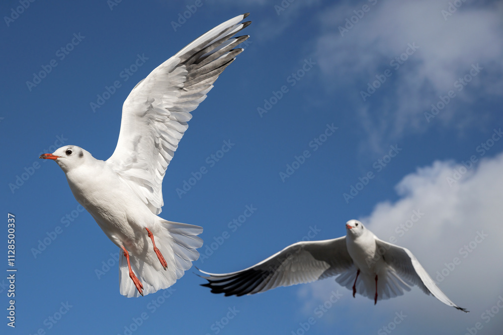 Black headed Gull, Larus ridibundus, winter plumage adult birds in flight Black headed Gull, Larus ridibundus, winter plumage adult birds in flight