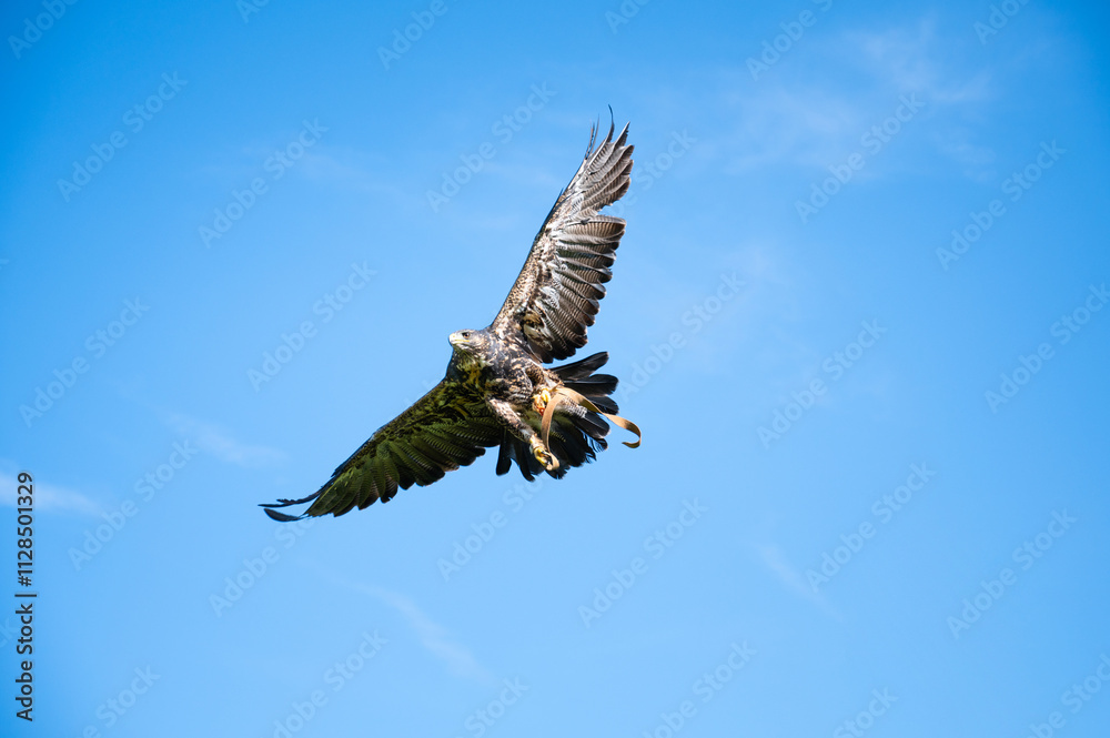 Black hawk, wildlife, raptor bird of prey in flight, habitat, Buteogallus anthracinus eagle Black hawk, wildlife, raptor bird of prey in flight, habitat, Buteogallus anthracinus eagle