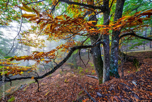 Fall and fog at Linar chestnut photo