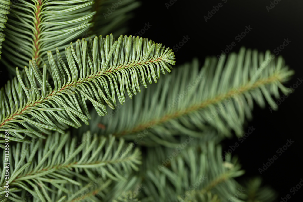 Beautiful spruce branch. Macro photography of spruce branch. Evergreen tree design. Beautiful spruce branch. Macro photography of spruce branch. Evergreen tree design.