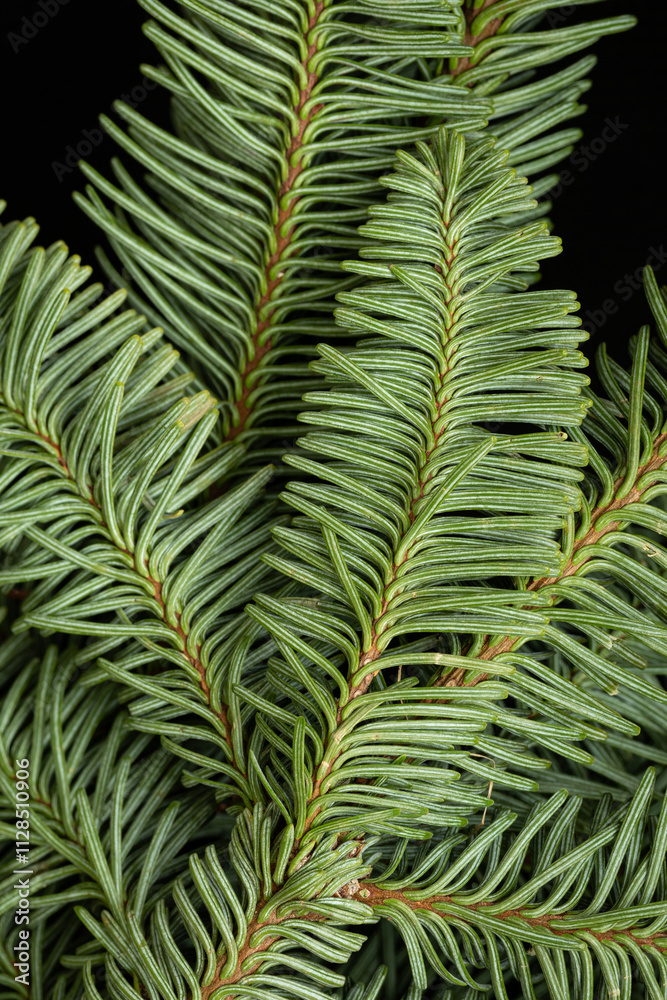 Beautiful spruce branch. Macro photography of spruce branch. Evergreen tree design. Beautiful spruce branch. Macro photography of spruce branch. Evergreen tree design.