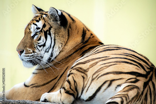  tigre 01 -  photo