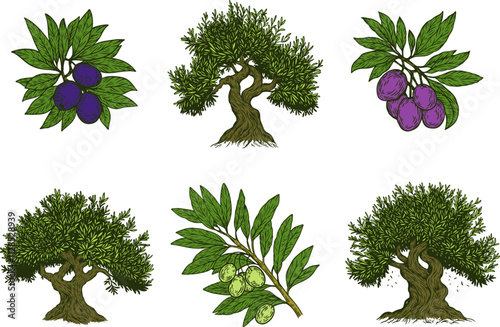 Hand draw color olive old tree and branch with berries isolated on white background. Set of vector illustration in engraving vintage style.