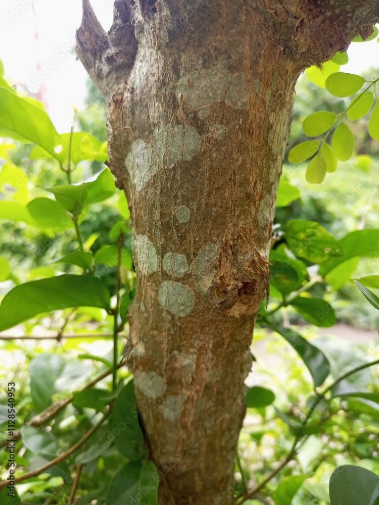 The bark of woody plants is called bark. What is commonly called bark includes a number of different tissues. Cork is an external secondary tissue that is impermeable to water and gas, and is also The bark of woody plants is called bark. What is commonly called bark includes a number of different tissues. Cork is an external secondary tissue that is impermeable to water and gas, and is also