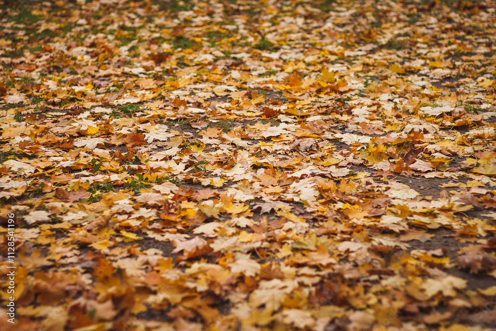 Multicolored fallen leaves. Autumn background Multicolored fallen leaves. Autumn background