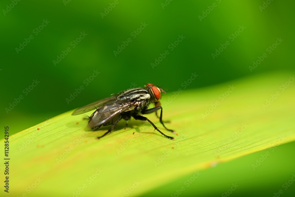 Macro shot of a housefly resting on a vibrant green leaf, showcasing intricate details of its red eyes, transparent wings, and textured body. Ideal for nature, insect, or macro photography themes. Macro shot of a housefly resting on a vibrant green leaf, showcasing intricate details of its red eyes, transparent wings, and textured body. Ideal for nature, insect, or macro photography themes.