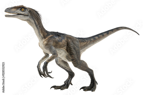 Fototapeta Naklejka Na Ścianę i Meble -  Velociraptor is carnivorous dromaeosaurid dinosaur of the late Cretaceous period isolated on white background.