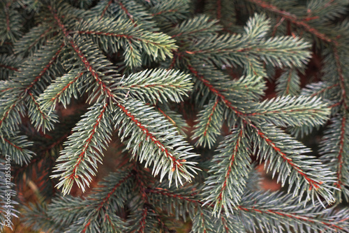 Dense Evergreen Branches in Natural Light