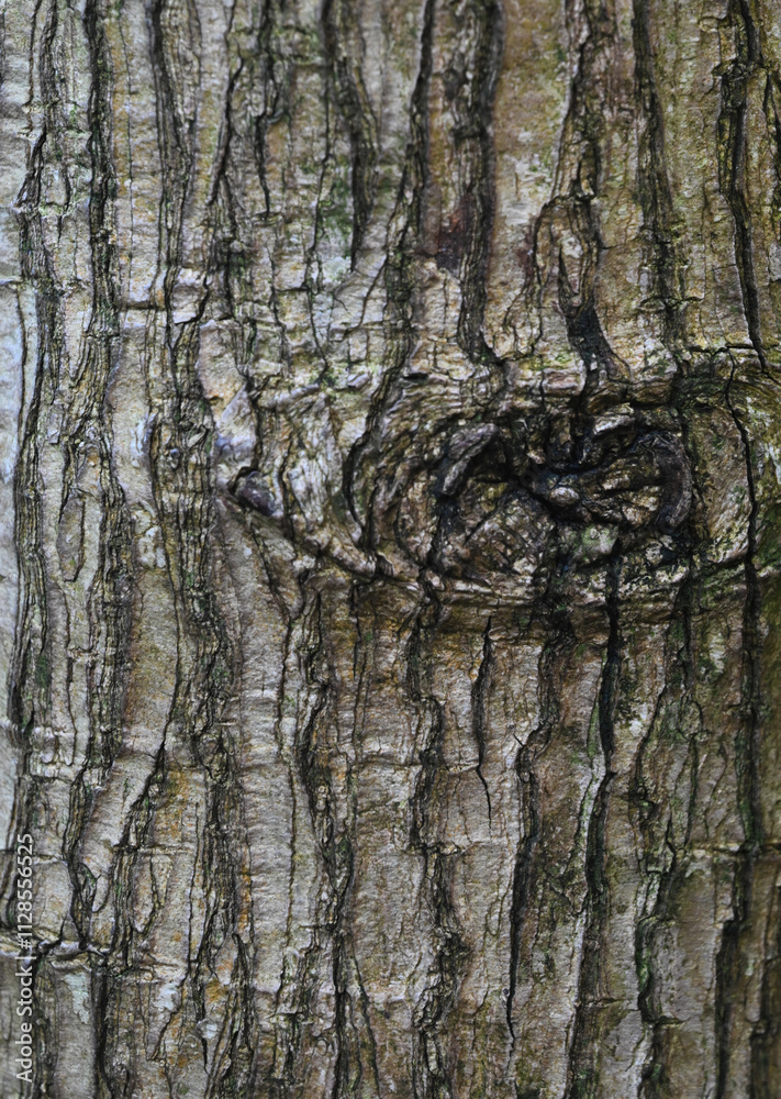 Fototapeta premium Beautiful close-up of the bark of persea americana