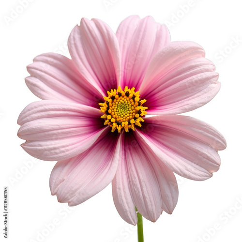 Pink flower with yellow center against black background