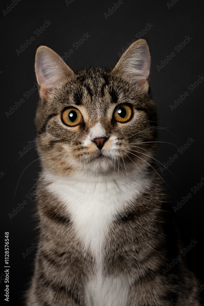 striped young kitten plays on black background striped young kitten plays on black background
