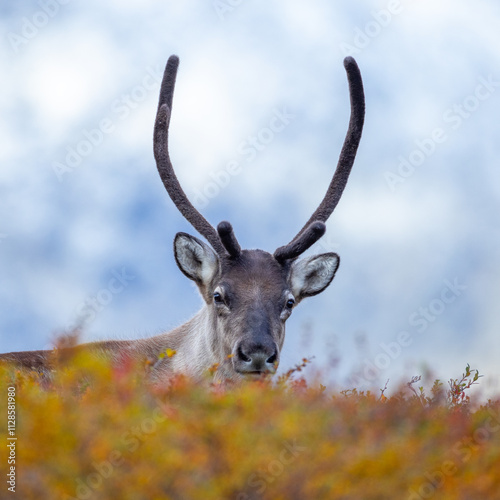 Reindeer looking at me in the mountain photo