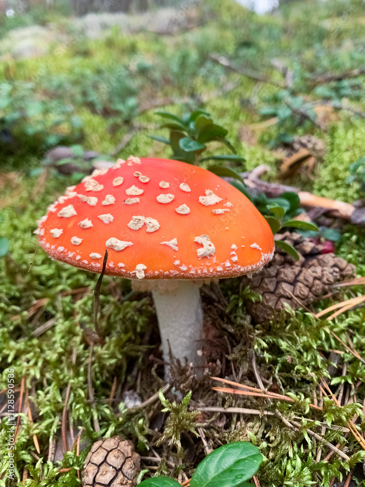Red mushroom with white spots on it Red mushroom with white spots on it