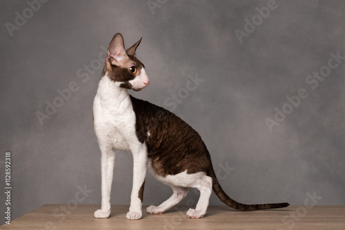 Fotografía cornish rex cat portrait on grey background