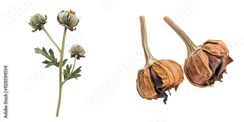 Dried poppy flowers and flower buds in various stages of decay and budding and blooming to completely withered and dried out photo