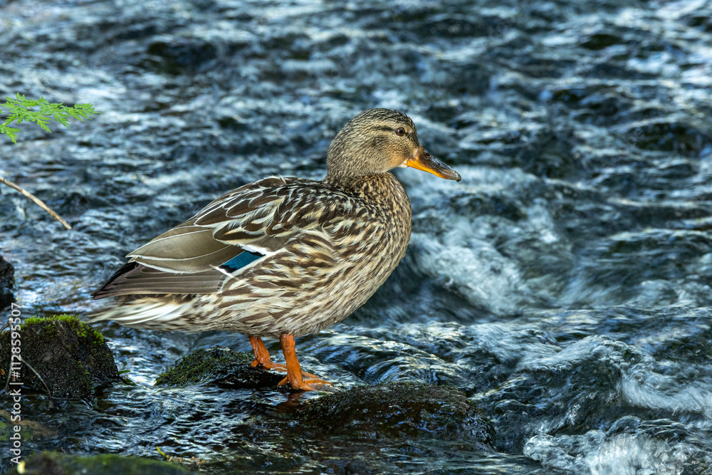 Lonely female Mallard standing on a rock in the middle of rapids near Kuusamo, Northern Finland Lonely female Mallard standing on a rock in the middle of rapids near Kuusamo, Northern Finland
